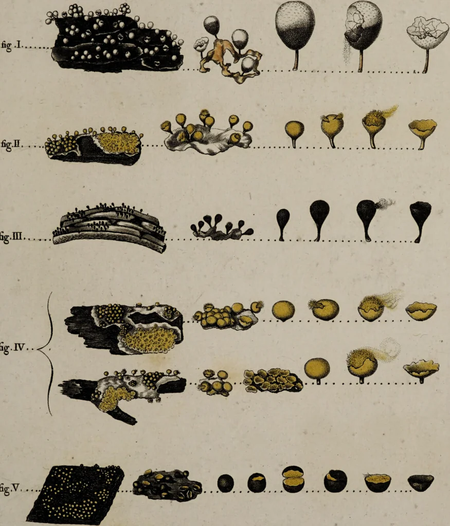 An illustration from [Herbier de la France, ou collection complette des plantes indigènes de ce royaume] / [Pierre Bulliard]., 1780, leaf 43