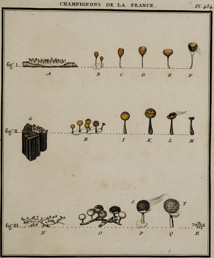 An illustration from [Herbier de la France, ou collection complette des plantes indigènes de ce royaume] / [Pierre Bulliard]., 1780, leaf 45