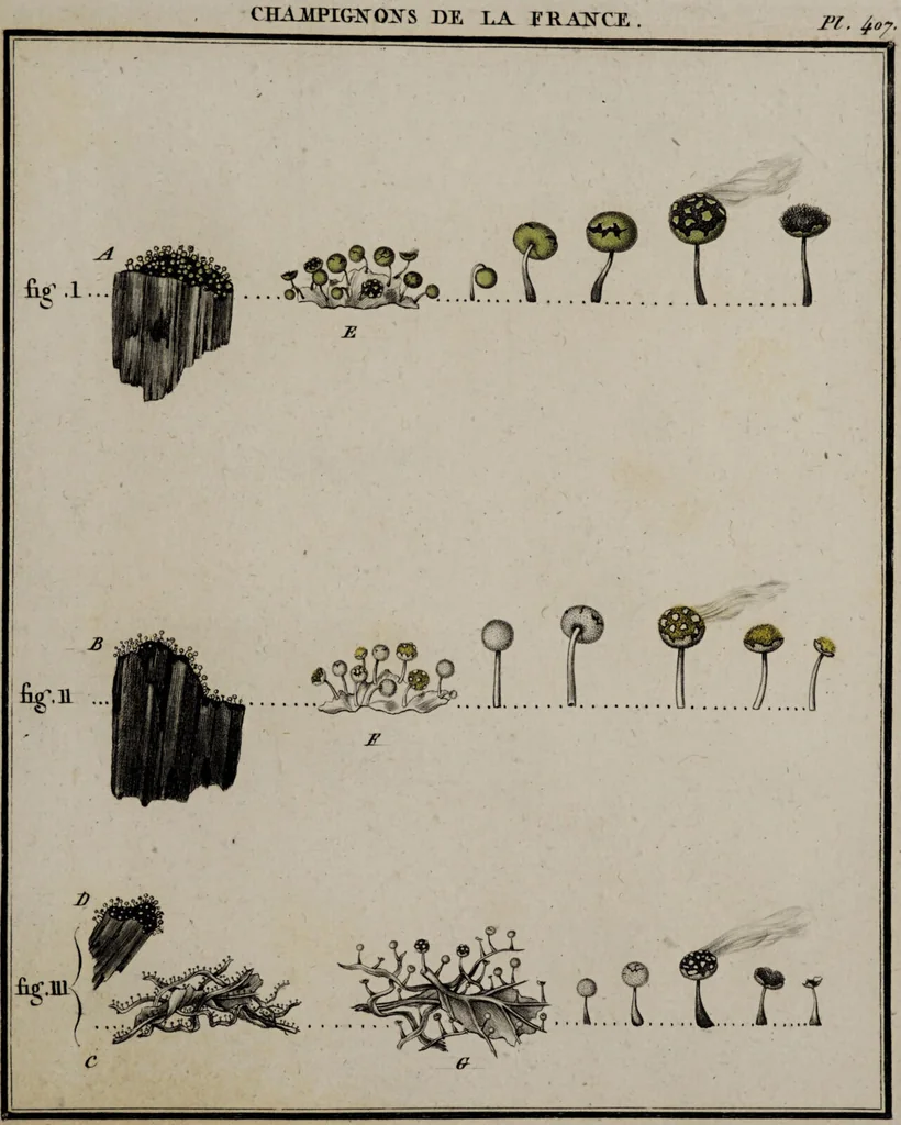 An illustration from [Herbier de la France, ou collection complette des plantes indigènes de ce royaume] / [Pierre Bulliard]., 1780, leaf 47