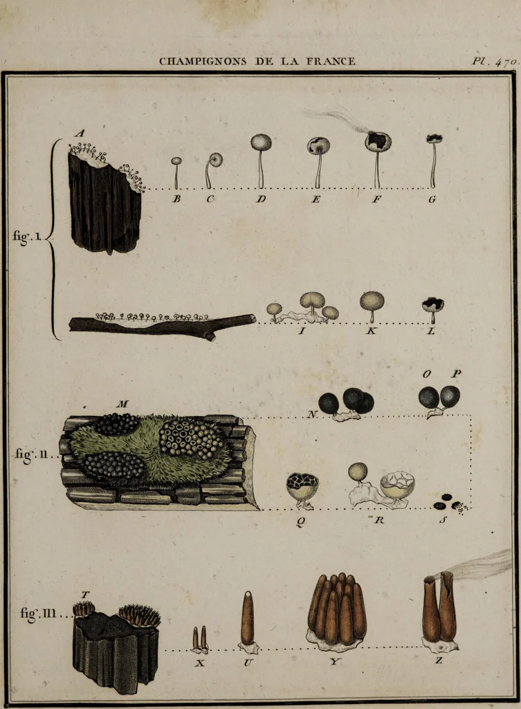 An illustration from [Herbier de la France, ou collection complette des plantes indigènes de ce royaume] / [Pierre Bulliard]., 1780, leaf 49