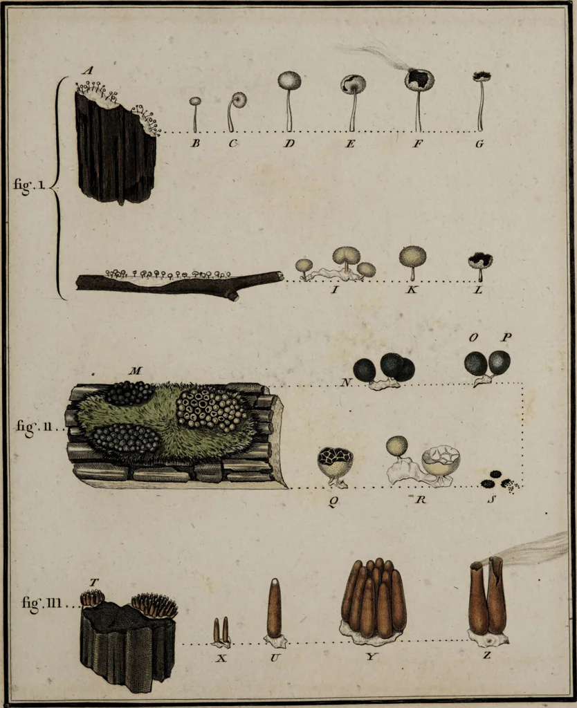 An illustration from [Herbier de la France, ou collection complette des plantes indigènes de ce royaume] / [Pierre Bulliard]., 1780, leaf 49