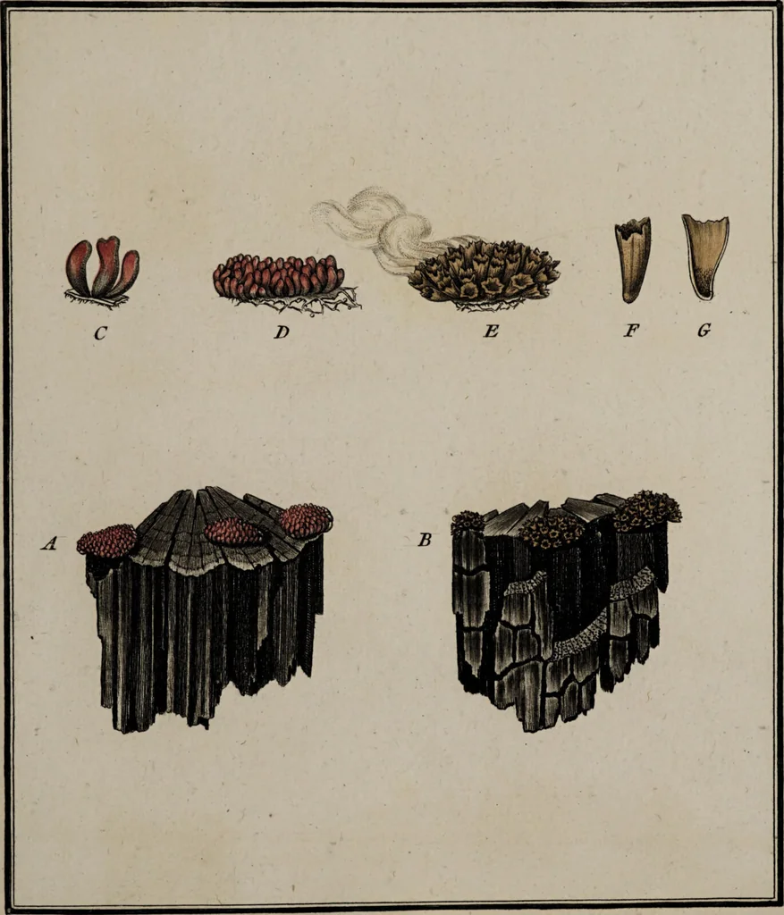 An illustration from [Herbier de la France, ou collection complette des plantes indigènes de ce royaume] / [Pierre Bulliard]., 1780, leaf 51