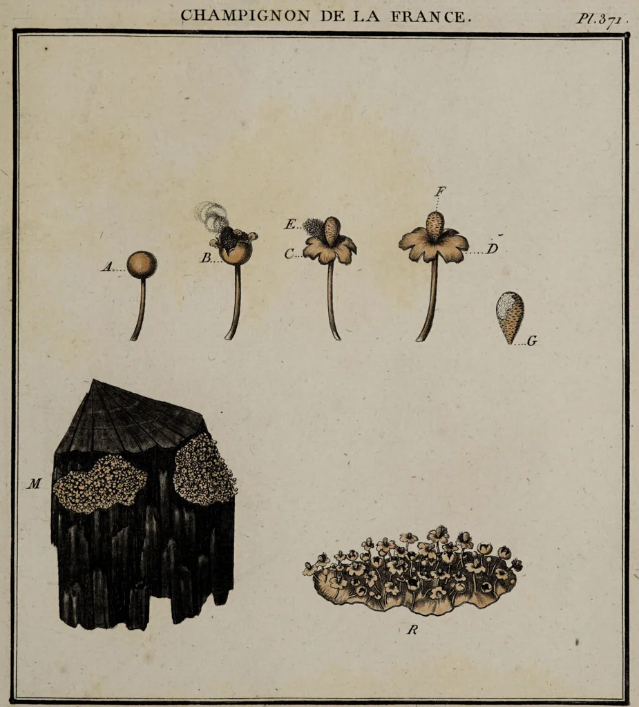An illustration from [Herbier de la France, ou collection complette des plantes indigènes de ce royaume] / [Pierre Bulliard]., 1780, leaf 53