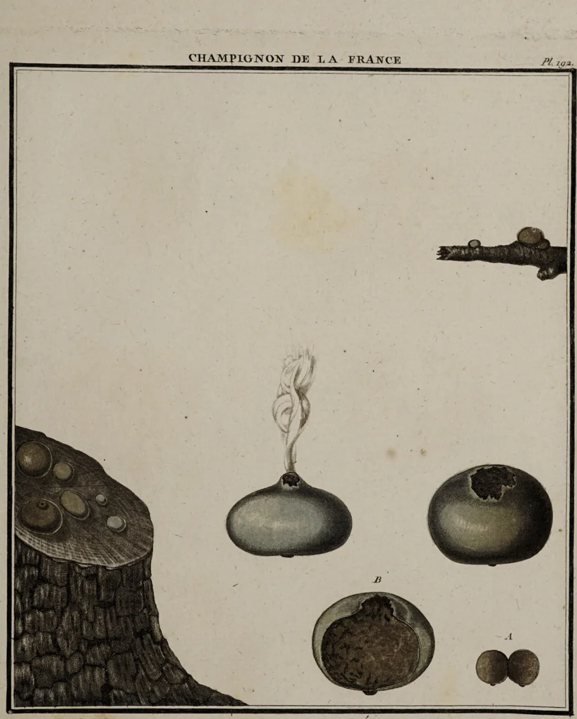 An illustration from [Herbier de la France, ou collection complette des plantes indigènes de ce royaume] / [Pierre Bulliard]., 1780, leaf 57