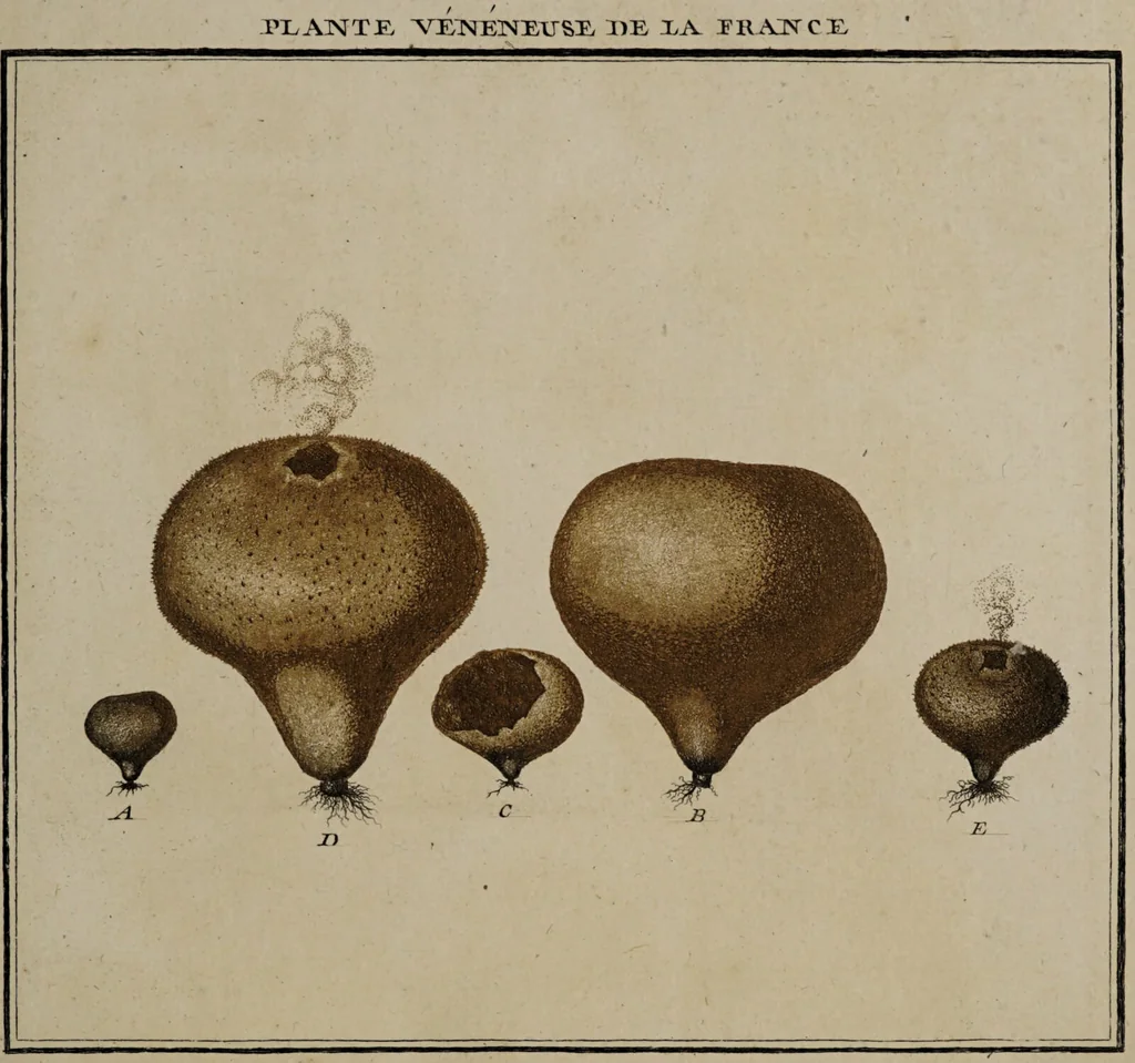 An illustration from [Herbier de la France, ou collection complette des plantes indigènes de ce royaume] / [Pierre Bulliard]., 1780, leaf 63