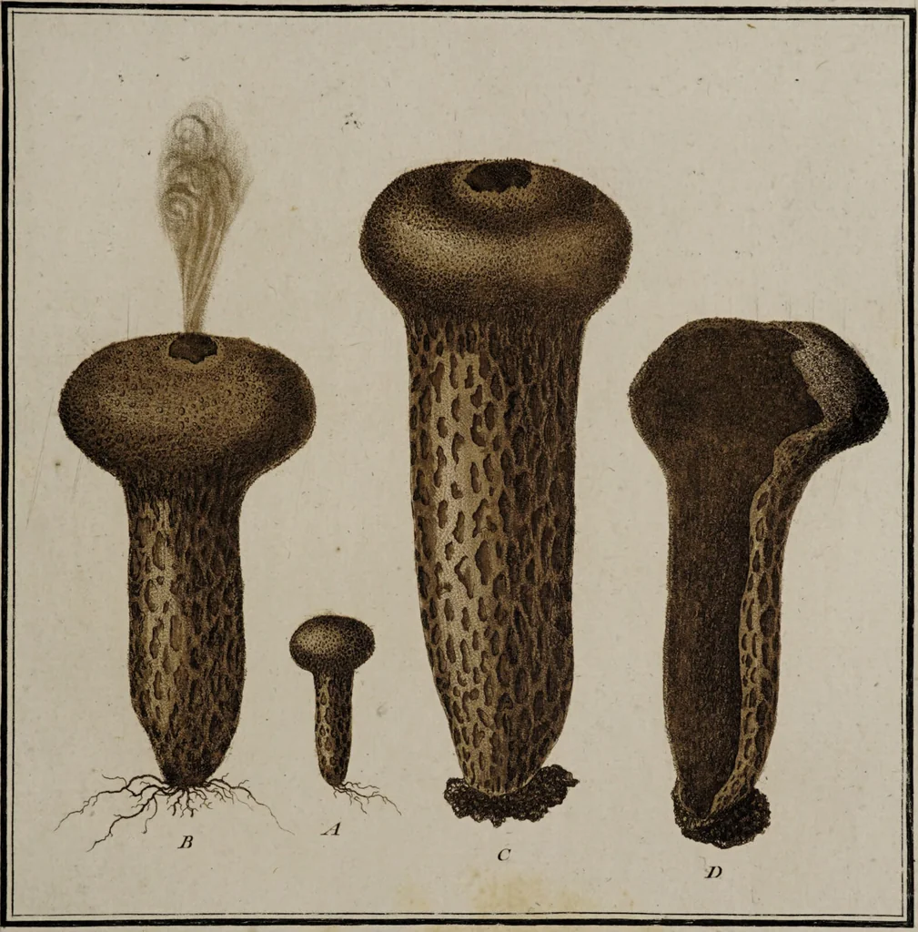 An illustration from [Herbier de la France, ou collection complette des plantes indigènes de ce royaume] / [Pierre Bulliard]., 1780, leaf 67