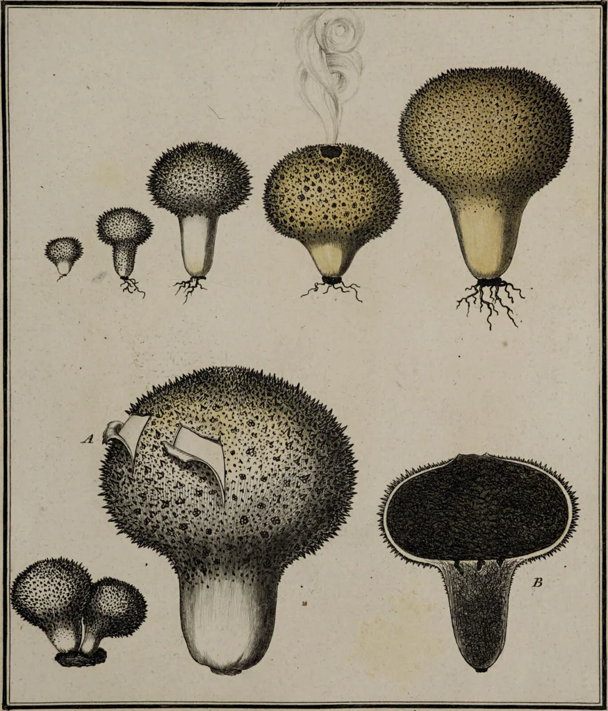 An illustration from [Herbier de la France, ou collection complette des plantes indigènes de ce royaume] / [Pierre Bulliard]., 1780, leaf 69