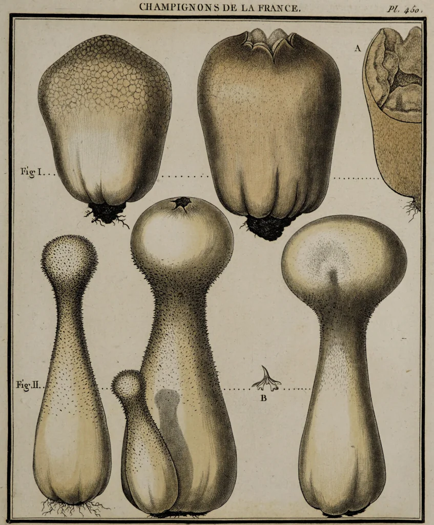 An illustration from [Herbier de la France, ou collection complette des plantes indigènes de ce royaume] / [Pierre Bulliard]., 1780, leaf 71