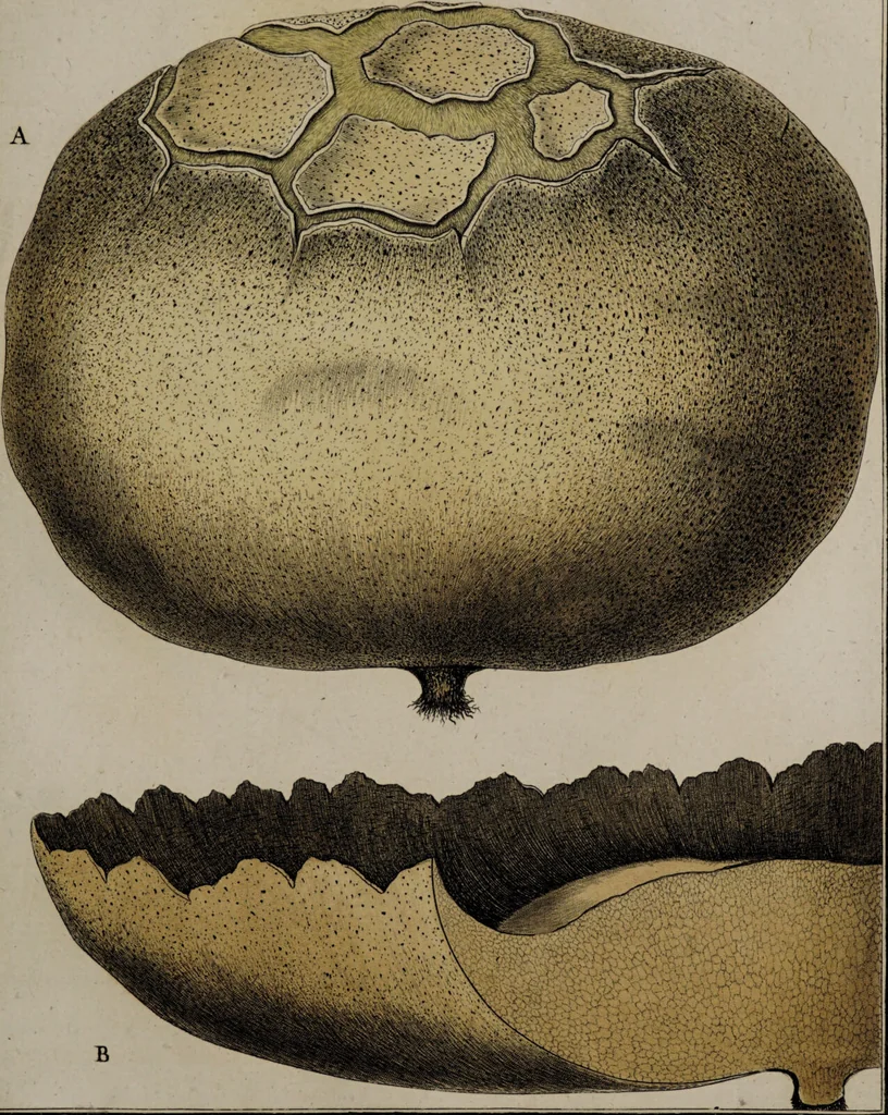 An illustration from [Herbier de la France, ou collection complette des plantes indigènes de ce royaume] / [Pierre Bulliard]., 1780, leaf 73