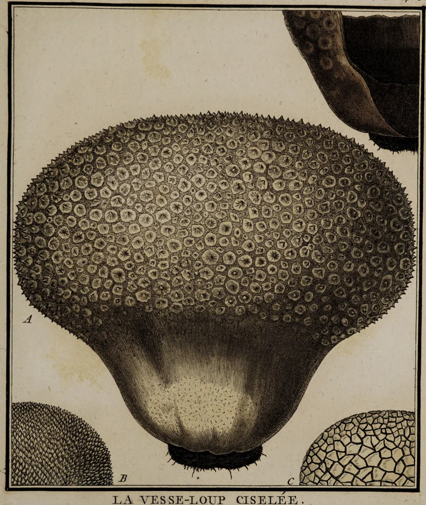 An illustration from [Herbier de la France, ou collection complette des plantes indigènes de ce royaume] / [Pierre Bulliard]., 1780, leaf 75
