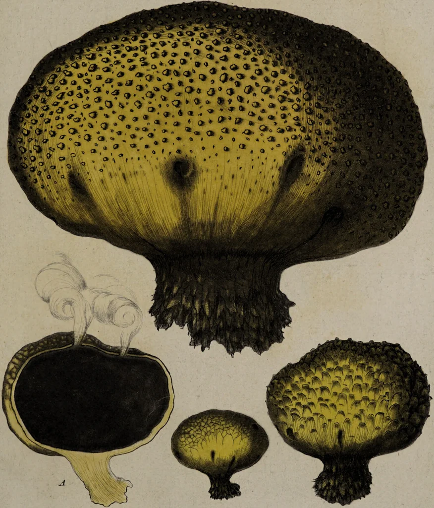 An illustration from [Herbier de la France, ou collection complette des plantes indigènes de ce royaume] / [Pierre Bulliard]., 1780, leaf 79