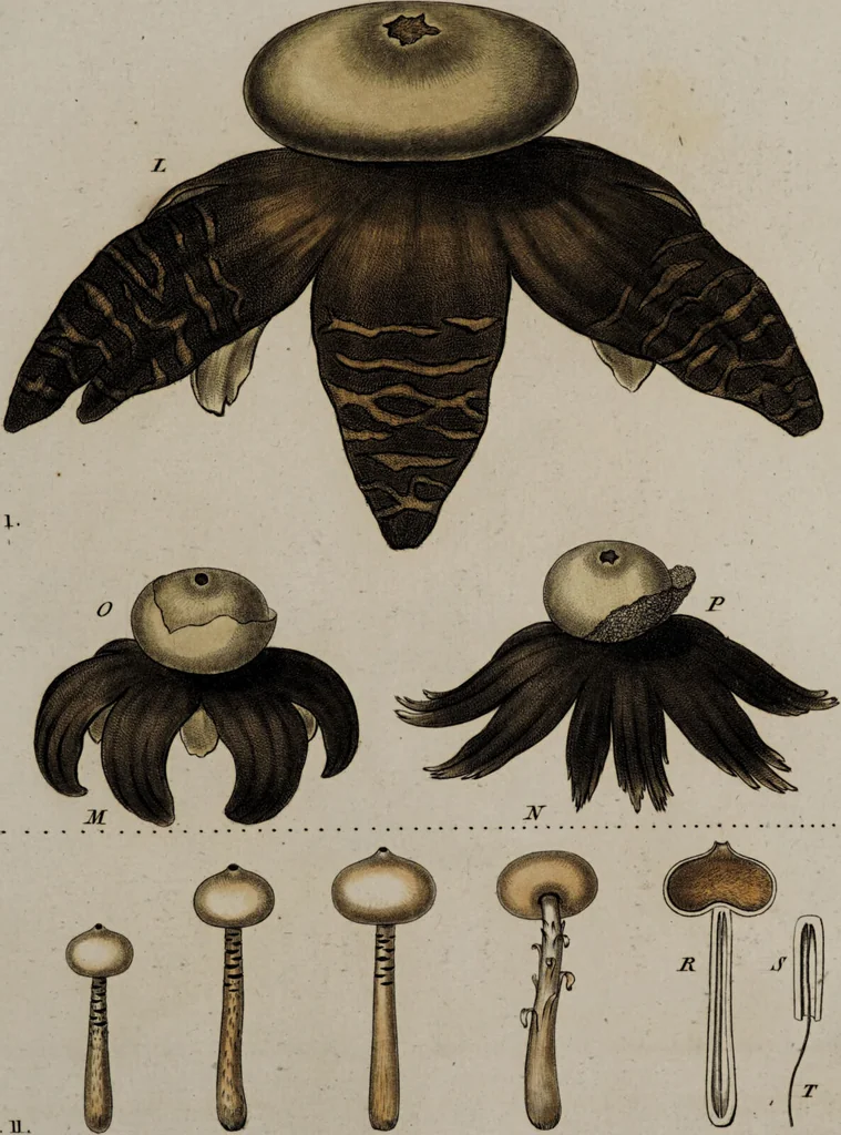 An illustration from [Herbier de la France, ou collection complette des plantes indigènes de ce royaume] / [Pierre Bulliard]., 1780, leaf 83
