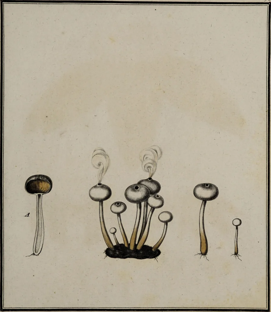 An illustration from [Herbier de la France, ou collection complette des plantes indigènes de ce royaume] / [Pierre Bulliard]., 1780, leaf 85