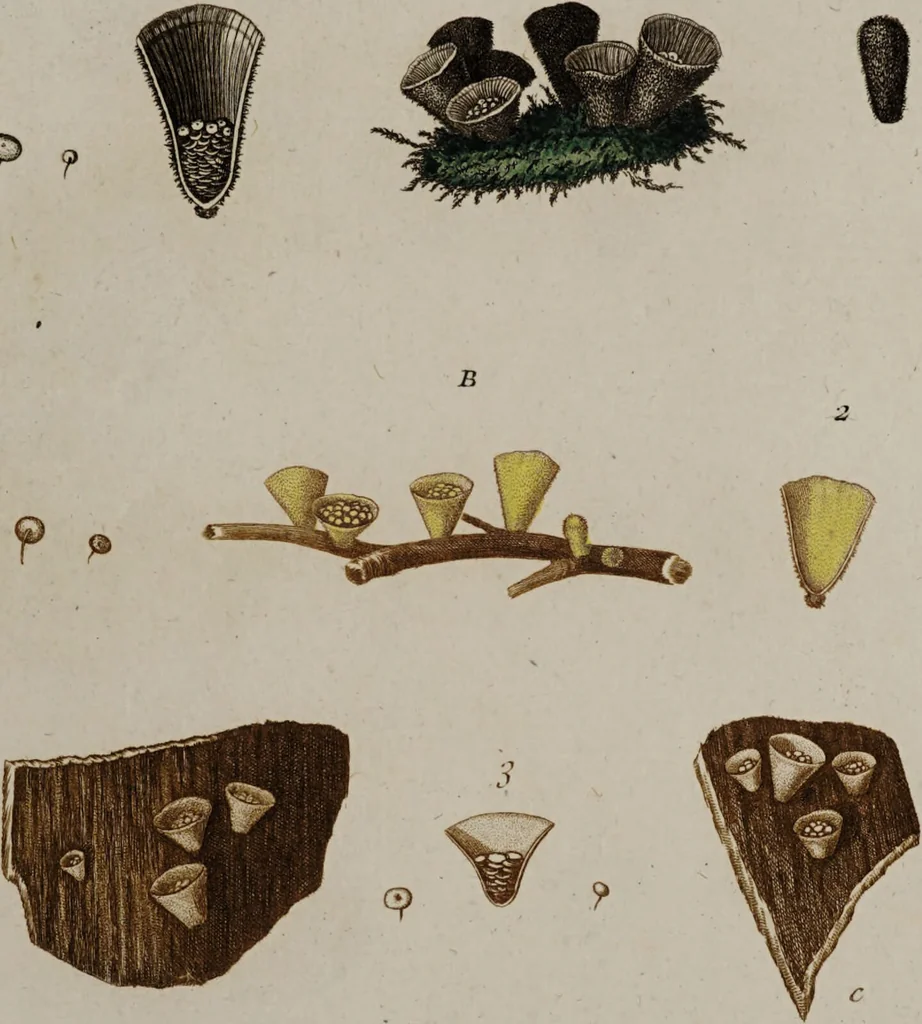 An illustration from [Herbier de la France, ou collection complette des plantes indigènes de ce royaume] / [Pierre Bulliard]., 1780, leaf 89