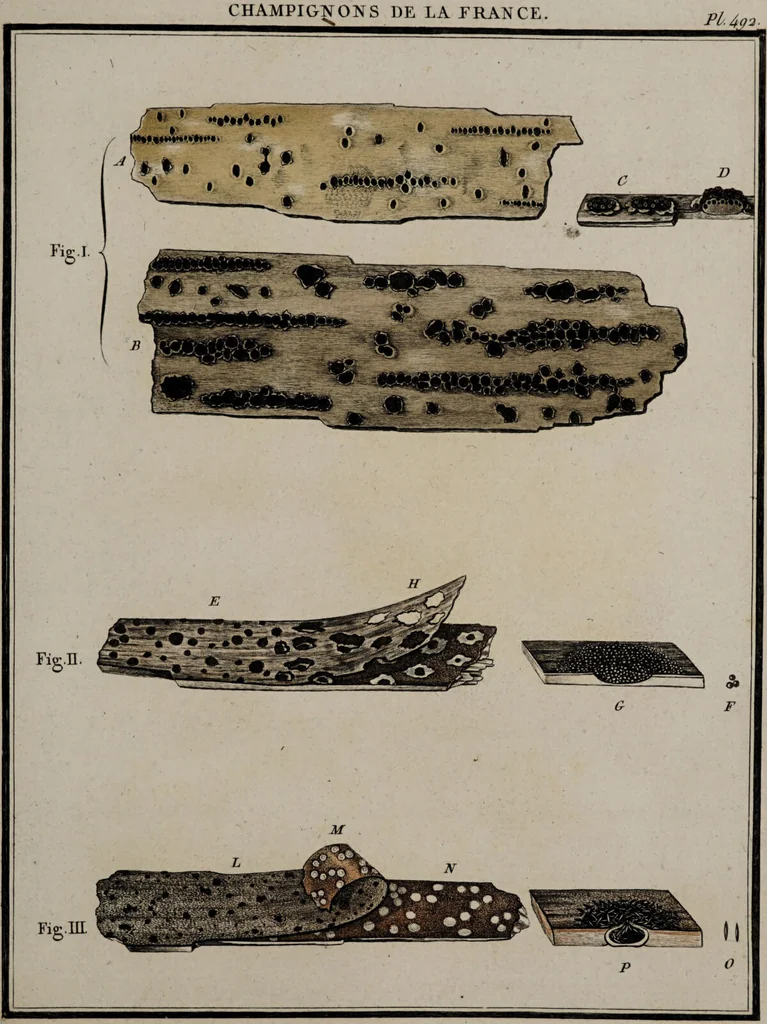 An illustration from [Herbier de la France, ou collection complette des plantes indigènes de ce royaume] / [Pierre Bulliard]., 1780, leaf 99