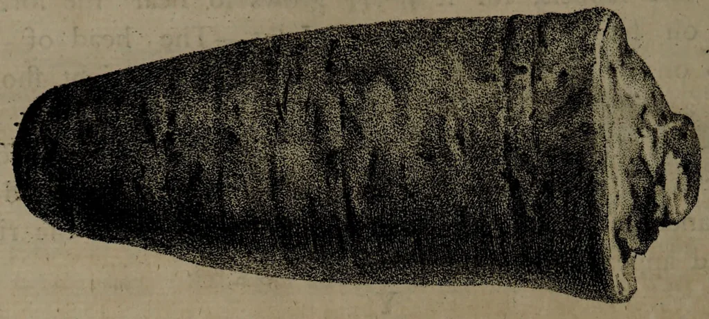 An illustration from Museum Britannicum; or, a display ... in [sic] antiquities and natural curiosities, in ... the British Museum .... / [Jan van Rymsdyk]., 1791, leaf 176