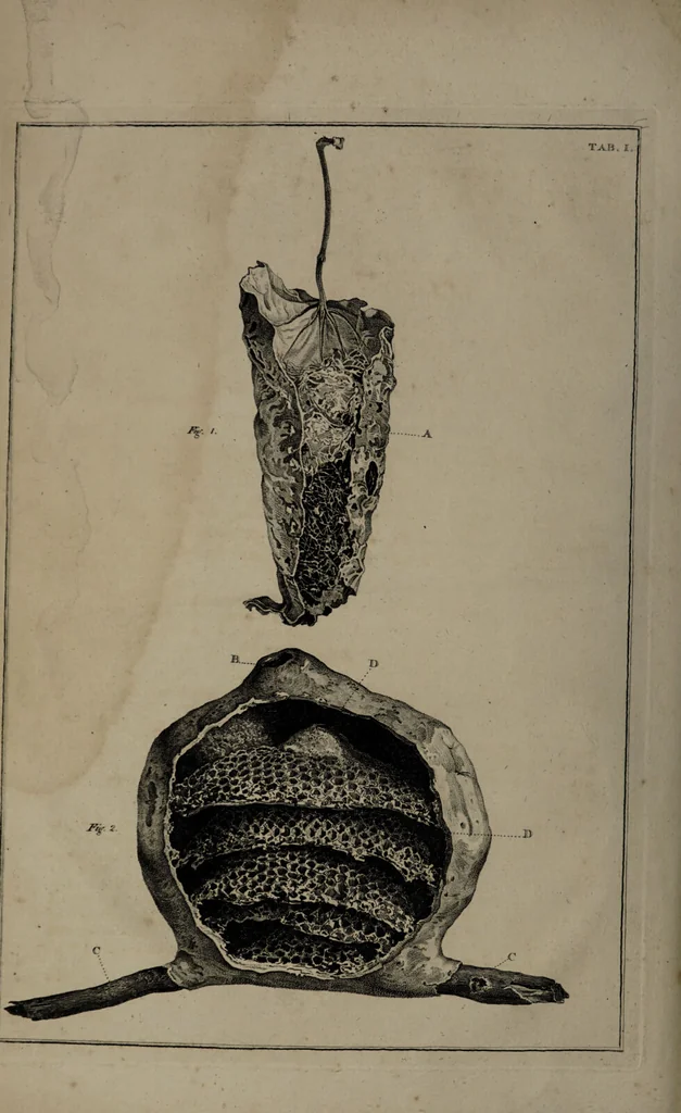 An illustration from Museum Britannicum; or, a display ... in [sic] antiquities and natural curiosities, in ... the British Museum .... / [Jan van Rymsdyk]., 1791, leaf 38