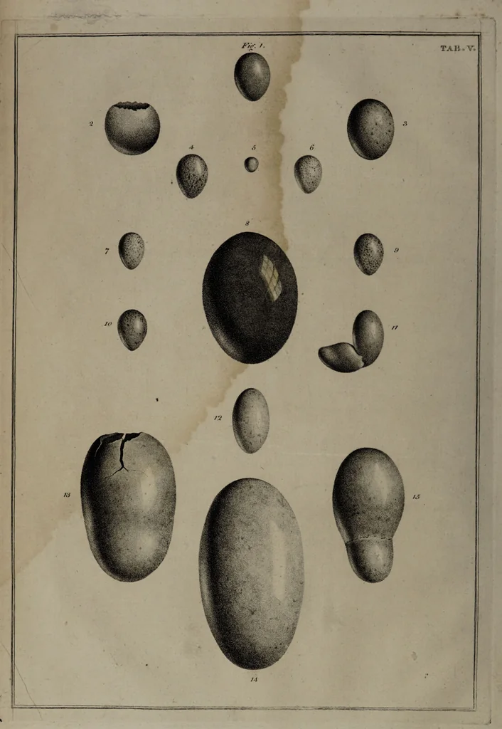 An illustration from Museum Britannicum; or, a display ... in [sic] antiquities and natural curiosities, in ... the British Museum .... / [Jan van Rymsdyk]., 1791, leaf 60