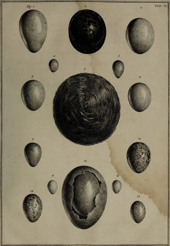 An illustration from Museum Britannicum; or, a display ... in [sic] antiquities and natural curiosities, in ... the British Museum .... / [Jan van Rymsdyk]., 1791, leaf 65