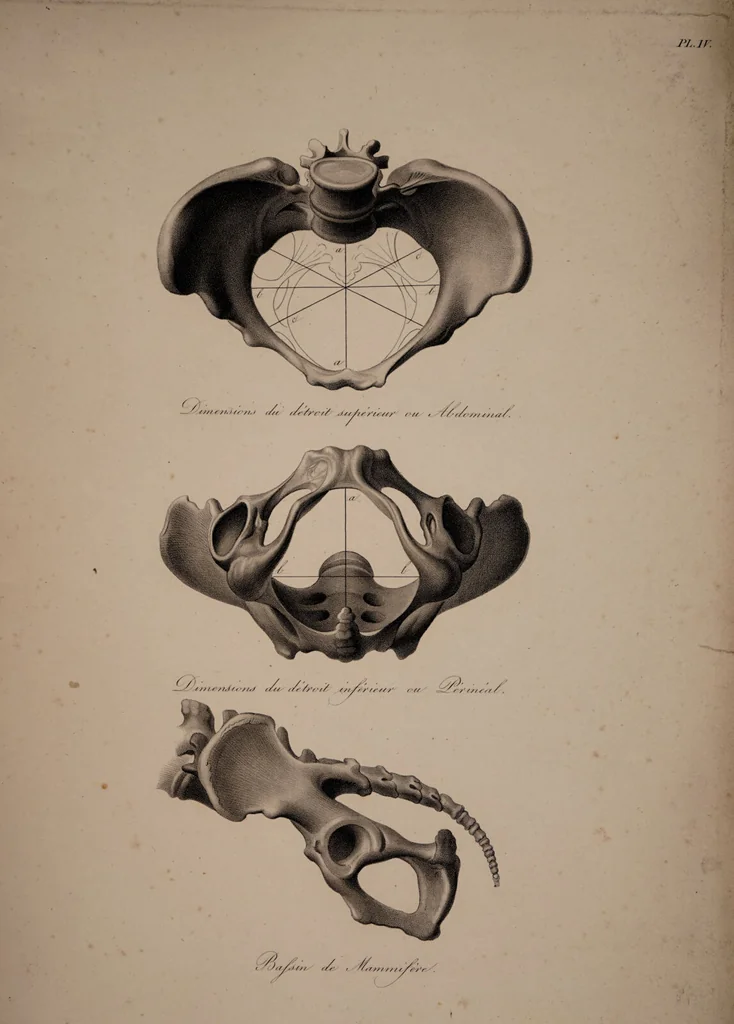 An illustration from Nouvelles démonstrations d'accouchemens. Avec des planches en taille-douce, accompagnées d'un texte raisonné, propre à en faciliter l'explication ... / Par J.-P. Maygrier., 1822, leaf 11
