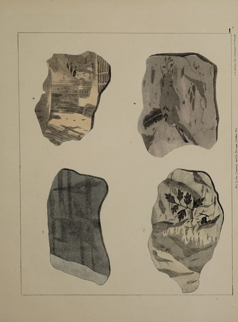 An illustration from A collection of geological facts and practical observations, intended to elucidate the formation of the Ashby Coal-field. In the parish of Ashby-de-la-Zouch and the neighbouring district; being the result of forty years' esperience and research / By Edward Mammatt. Illustrated by a map and profiles, coloured sections of the stratification and one hundred and two plates of vegetable fossils, after drewings taken from nature, by Robert Ironmonger., 1834, leaf 185