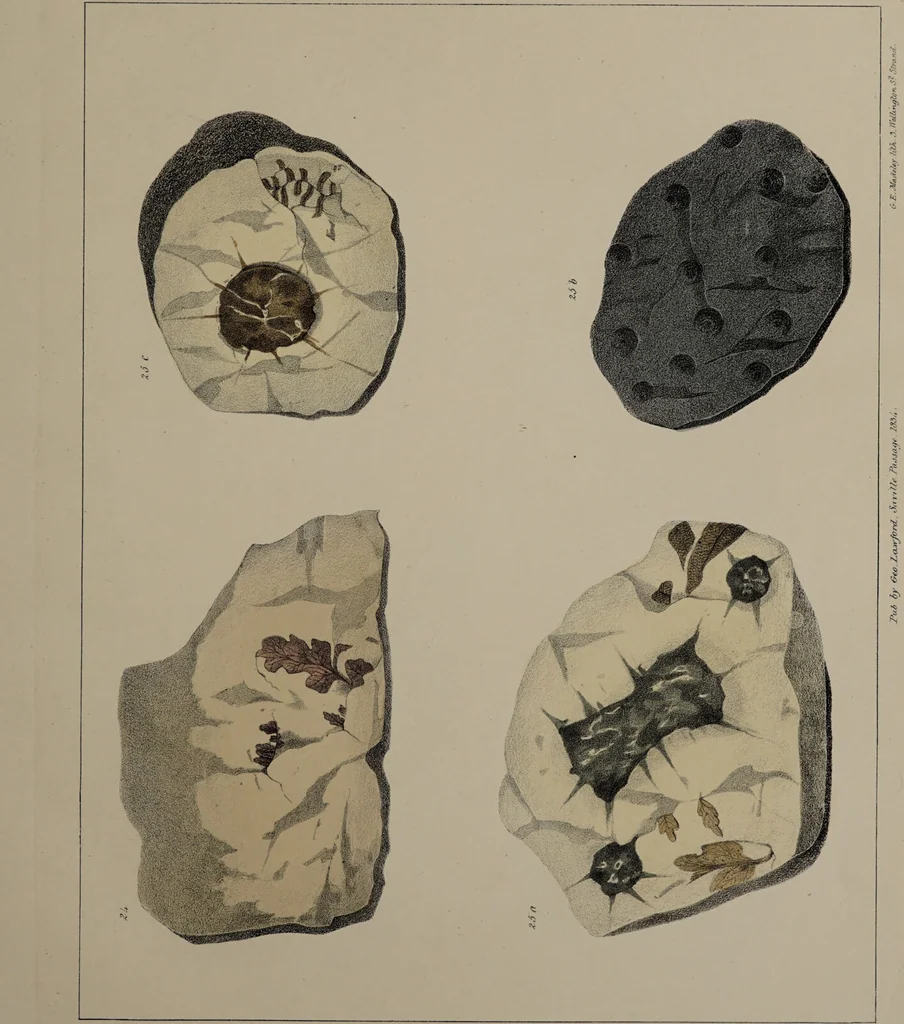 An illustration from A collection of geological facts and practical observations, intended to elucidate the formation of the Ashby Coal-field. In the parish of Ashby-de-la-Zouch and the neighbouring district; being the result of forty years' esperience and research / By Edward Mammatt. Illustrated by a map and profiles, coloured sections of the stratification and one hundred and two plates of vegetable fossils, after drewings taken from nature, by Robert Ironmonger., 1834, leaf 191