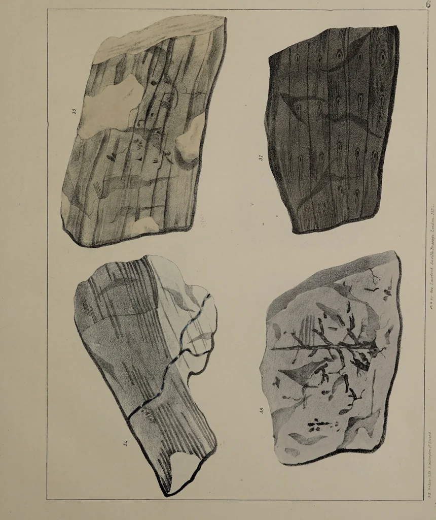 An illustration from A collection of geological facts and practical observations, intended to elucidate the formation of the Ashby Coal-field. In the parish of Ashby-de-la-Zouch and the neighbouring district; being the result of forty years' esperience and research / By Edward Mammatt. Illustrated by a map and profiles, coloured sections of the stratification and one hundred and two plates of vegetable fossils, after drewings taken from nature, by Robert Ironmonger., 1834, leaf 195