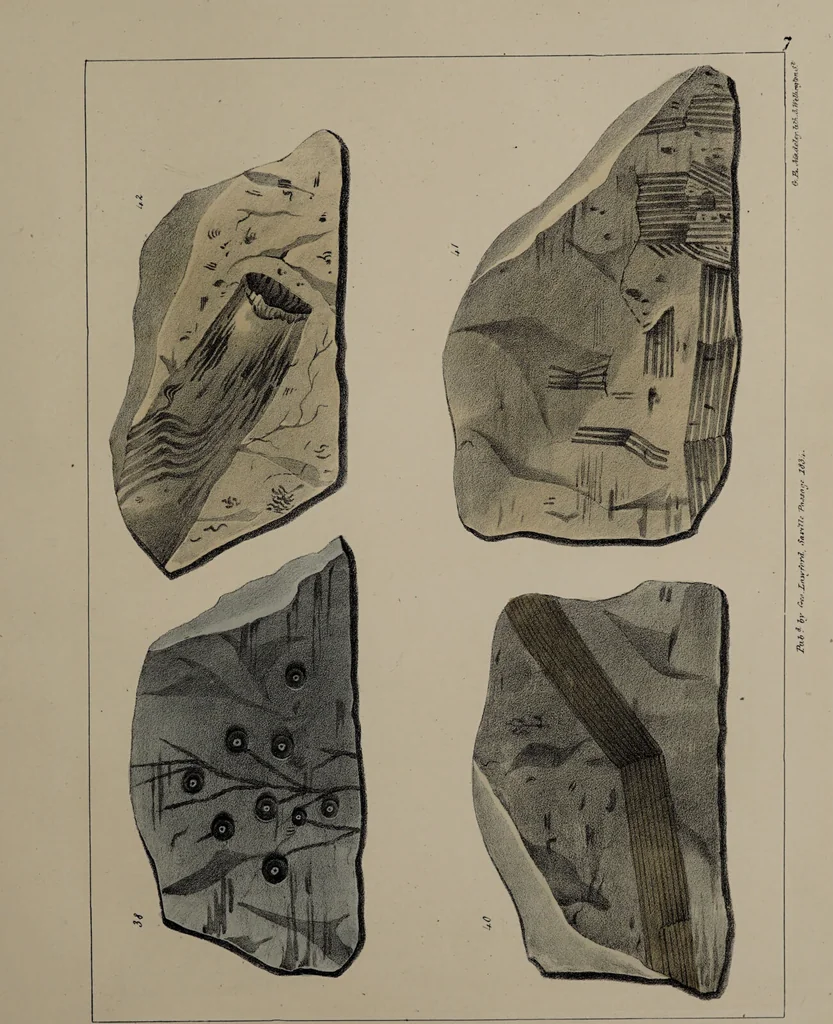 An illustration from A collection of geological facts and practical observations, intended to elucidate the formation of the Ashby Coal-field. In the parish of Ashby-de-la-Zouch and the neighbouring district; being the result of forty years' esperience and research / By Edward Mammatt. Illustrated by a map and profiles, coloured sections of the stratification and one hundred and two plates of vegetable fossils, after drewings taken from nature, by Robert Ironmonger., 1834, leaf 197