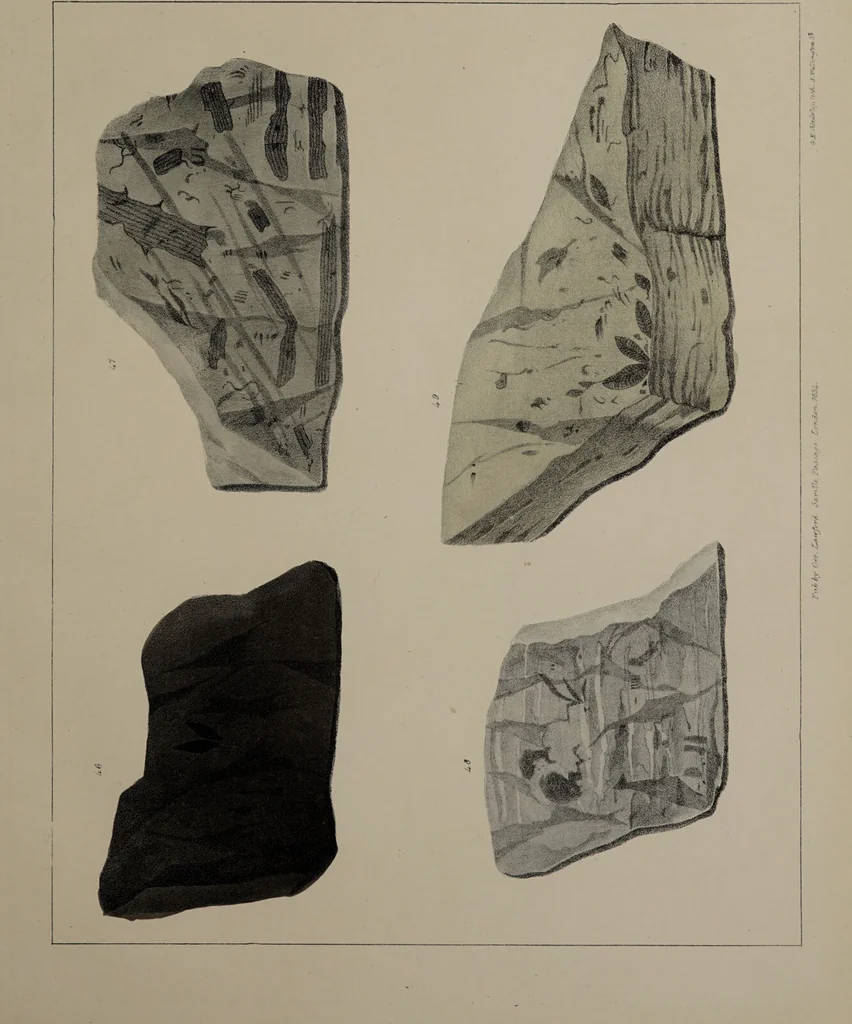 An illustration from A collection of geological facts and practical observations, intended to elucidate the formation of the Ashby Coal-field. In the parish of Ashby-de-la-Zouch and the neighbouring district; being the result of forty years' esperience and research / By Edward Mammatt. Illustrated by a map and profiles, coloured sections of the stratification and one hundred and two plates of vegetable fossils, after drewings taken from nature, by Robert Ironmonger., 1834, leaf 199