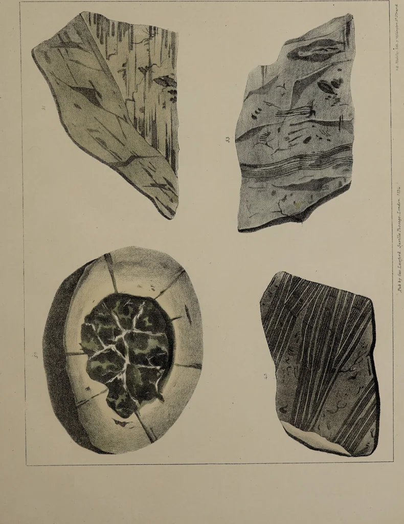 An illustration from A collection of geological facts and practical observations, intended to elucidate the formation of the Ashby Coal-field. In the parish of Ashby-de-la-Zouch and the neighbouring district; being the result of forty years' esperience and research / By Edward Mammatt. Illustrated by a map and profiles, coloured sections of the stratification and one hundred and two plates of vegetable fossils, after drewings taken from nature, by Robert Ironmonger., 1834, leaf 201
