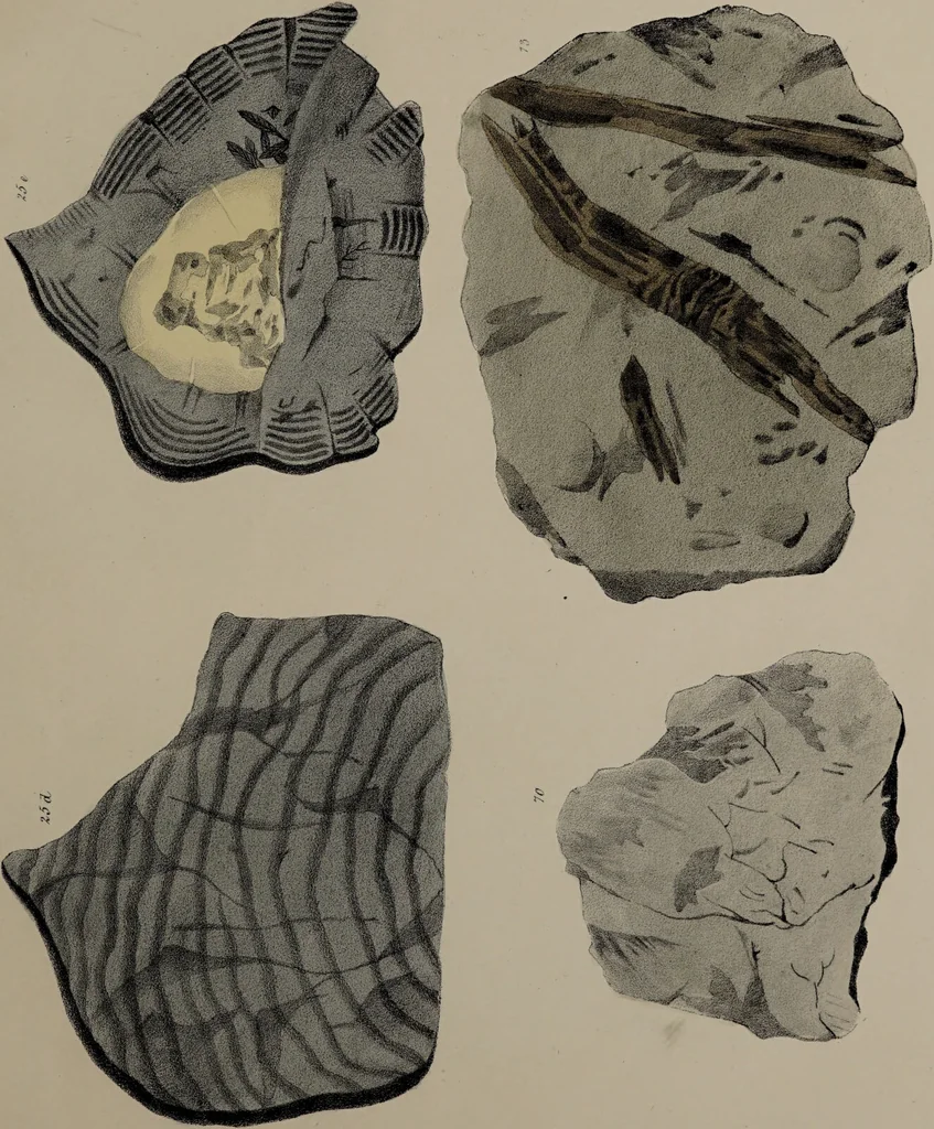 An illustration from A collection of geological facts and practical observations, intended to elucidate the formation of the Ashby Coal-field. In the parish of Ashby-de-la-Zouch and the neighbouring district; being the result of forty years' esperience and research / By Edward Mammatt. Illustrated by a map and profiles, coloured sections of the stratification and one hundred and two plates of vegetable fossils, after drewings taken from nature, by Robert Ironmonger., 1834, leaf 203