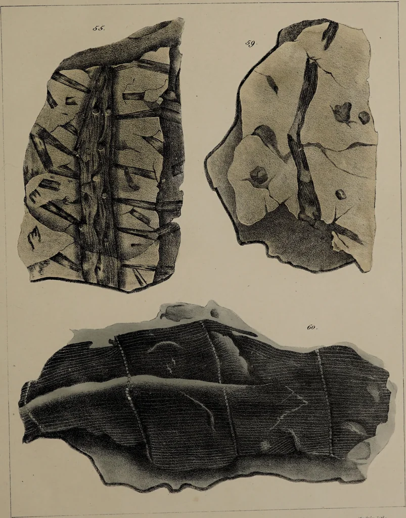 An illustration from A collection of geological facts and practical observations, intended to elucidate the formation of the Ashby Coal-field. In the parish of Ashby-de-la-Zouch and the neighbouring district; being the result of forty years' esperience and research / By Edward Mammatt. Illustrated by a map and profiles, coloured sections of the stratification and one hundred and two plates of vegetable fossils, after drewings taken from nature, by Robert Ironmonger., 1834, leaf 205