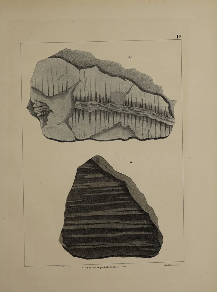 An illustration from A collection of geological facts and practical observations, intended to elucidate the formation of the Ashby Coal-field. In the parish of Ashby-de-la-Zouch and the neighbouring district; being the result of forty years' esperience and research / By Edward Mammatt. Illustrated by a map and profiles, coloured sections of the stratification and one hundred and two plates of vegetable fossils, after drewings taken from nature, by Robert Ironmonger., 1834, leaf 207