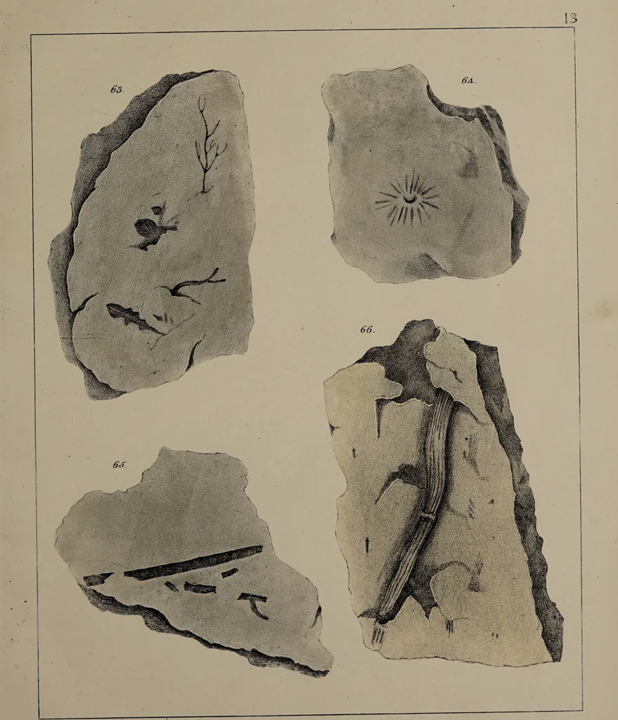 An illustration from A collection of geological facts and practical observations, intended to elucidate the formation of the Ashby Coal-field. In the parish of Ashby-de-la-Zouch and the neighbouring district; being the result of forty years' esperience and research / By Edward Mammatt. Illustrated by a map and profiles, coloured sections of the stratification and one hundred and two plates of vegetable fossils, after drewings taken from nature, by Robert Ironmonger., 1834, leaf 209