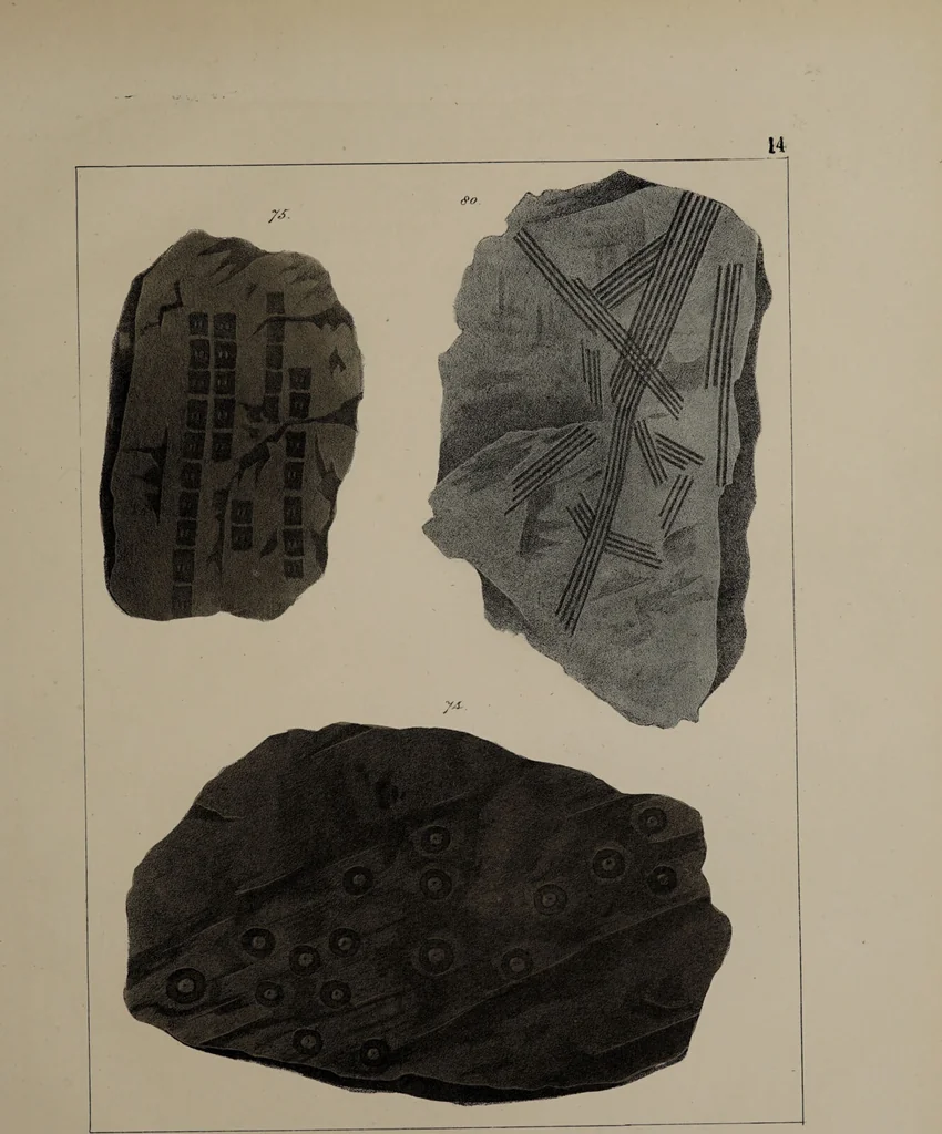 An illustration from A collection of geological facts and practical observations, intended to elucidate the formation of the Ashby Coal-field. In the parish of Ashby-de-la-Zouch and the neighbouring district; being the result of forty years' esperience and research / By Edward Mammatt. Illustrated by a map and profiles, coloured sections of the stratification and one hundred and two plates of vegetable fossils, after drewings taken from nature, by Robert Ironmonger., 1834, leaf 211