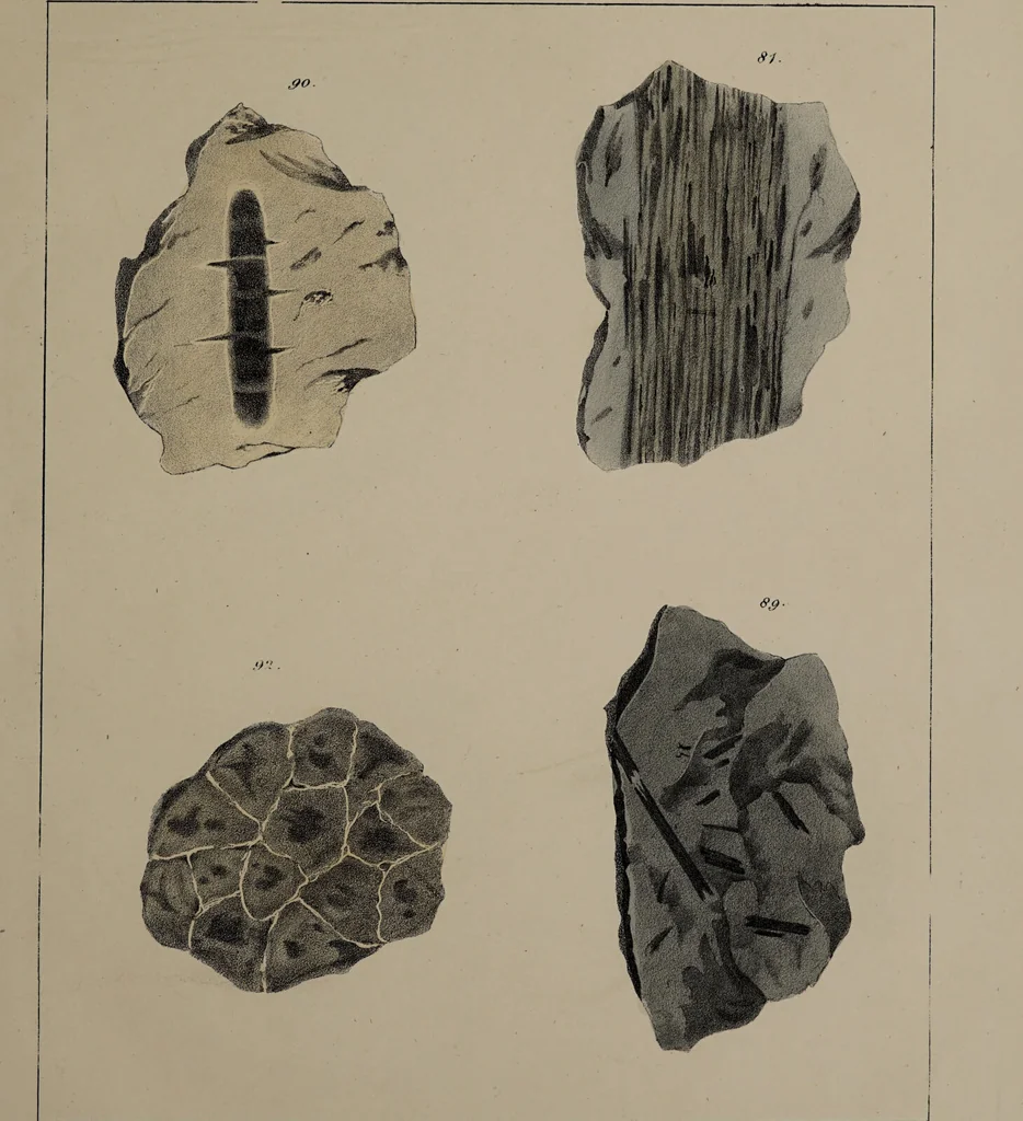 An illustration from A collection of geological facts and practical observations, intended to elucidate the formation of the Ashby Coal-field. In the parish of Ashby-de-la-Zouch and the neighbouring district; being the result of forty years' esperience and research / By Edward Mammatt. Illustrated by a map and profiles, coloured sections of the stratification and one hundred and two plates of vegetable fossils, after drewings taken from nature, by Robert Ironmonger., 1834, leaf 213
