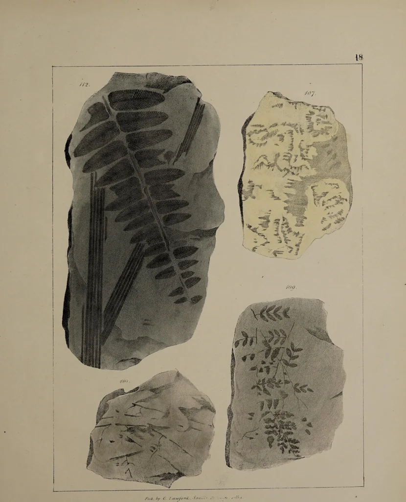 An illustration from A collection of geological facts and practical observations, intended to elucidate the formation of the Ashby Coal-field. In the parish of Ashby-de-la-Zouch and the neighbouring district; being the result of forty years' esperience and research / By Edward Mammatt. Illustrated by a map and profiles, coloured sections of the stratification and one hundred and two plates of vegetable fossils, after drewings taken from nature, by Robert Ironmonger., 1834, leaf 219