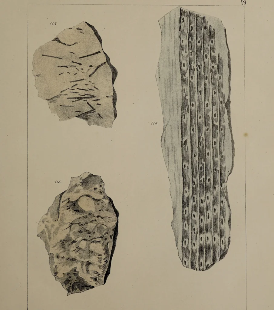 An illustration from A collection of geological facts and practical observations, intended to elucidate the formation of the Ashby Coal-field. In the parish of Ashby-de-la-Zouch and the neighbouring district; being the result of forty years' esperience and research / By Edward Mammatt. Illustrated by a map and profiles, coloured sections of the stratification and one hundred and two plates of vegetable fossils, after drewings taken from nature, by Robert Ironmonger., 1834, leaf 221