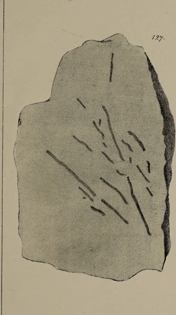 An illustration from A collection of geological facts and practical observations, intended to elucidate the formation of the Ashby Coal-field. In the parish of Ashby-de-la-Zouch and the neighbouring district; being the result of forty years' esperience and research / By Edward Mammatt. Illustrated by a map and profiles, coloured sections of the stratification and one hundred and two plates of vegetable fossils, after drewings taken from nature, by Robert Ironmonger., 1834, leaf 223