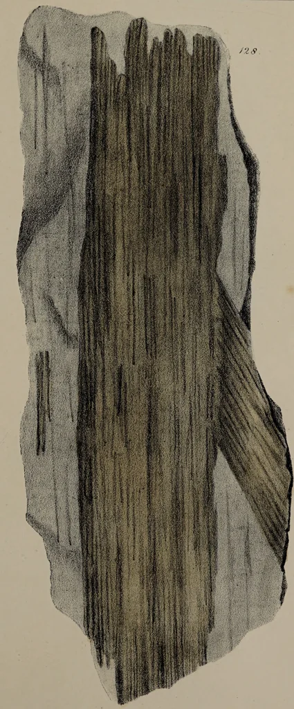 An illustration from A collection of geological facts and practical observations, intended to elucidate the formation of the Ashby Coal-field. In the parish of Ashby-de-la-Zouch and the neighbouring district; being the result of forty years' esperience and research / By Edward Mammatt. Illustrated by a map and profiles, coloured sections of the stratification and one hundred and two plates of vegetable fossils, after drewings taken from nature, by Robert Ironmonger., 1834, leaf 223