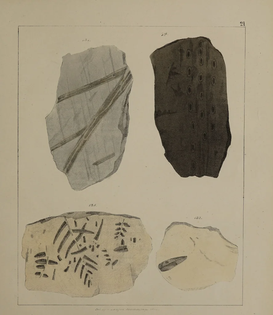 An illustration from A collection of geological facts and practical observations, intended to elucidate the formation of the Ashby Coal-field. In the parish of Ashby-de-la-Zouch and the neighbouring district; being the result of forty years' esperience and research / By Edward Mammatt. Illustrated by a map and profiles, coloured sections of the stratification and one hundred and two plates of vegetable fossils, after drewings taken from nature, by Robert Ironmonger., 1834, leaf 225
