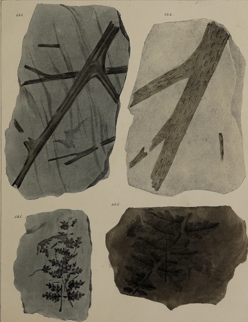 An illustration from A collection of geological facts and practical observations, intended to elucidate the formation of the Ashby Coal-field. In the parish of Ashby-de-la-Zouch and the neighbouring district; being the result of forty years' esperience and research / By Edward Mammatt. Illustrated by a map and profiles, coloured sections of the stratification and one hundred and two plates of vegetable fossils, after drewings taken from nature, by Robert Ironmonger., 1834, leaf 227