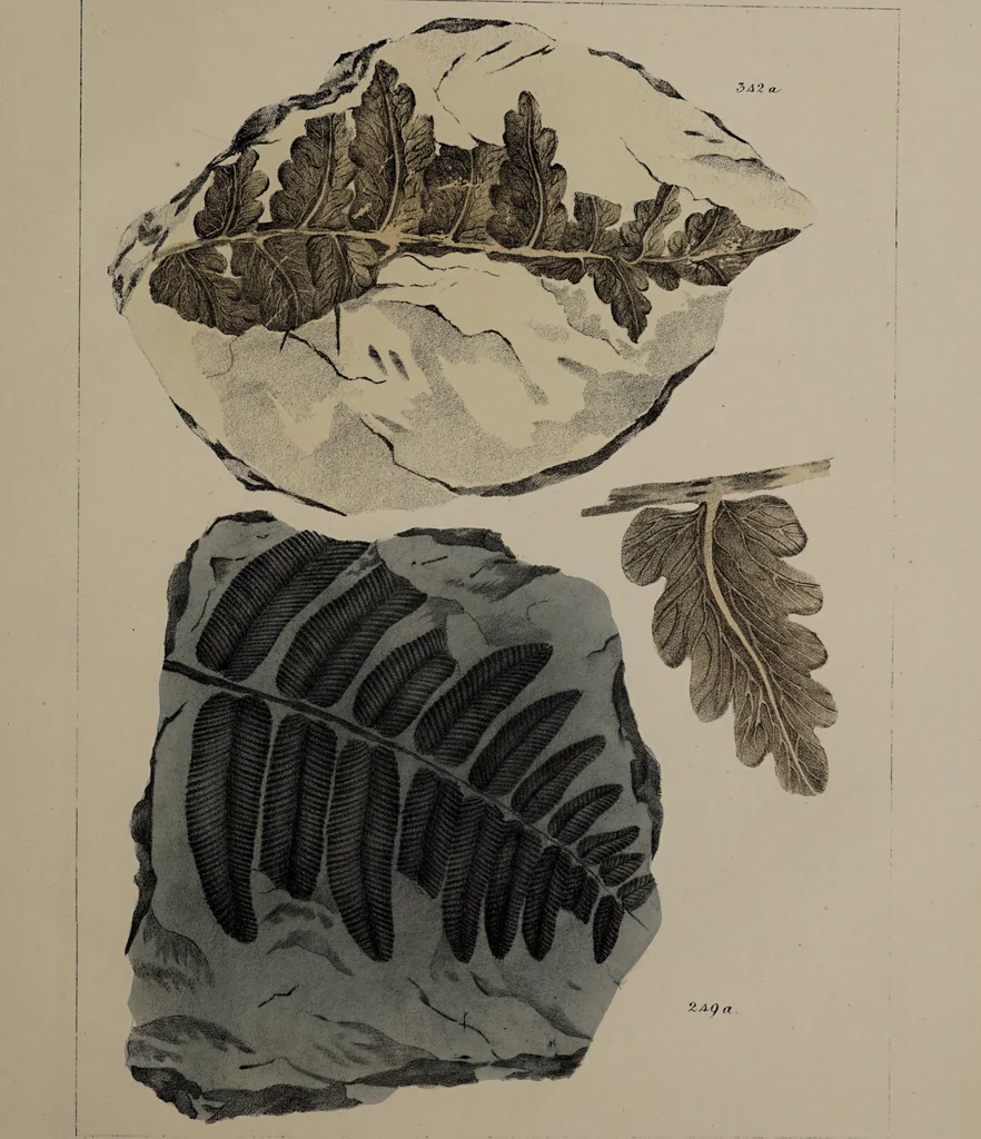 An illustration from A collection of geological facts and practical observations, intended to elucidate the formation of the Ashby Coal-field. In the parish of Ashby-de-la-Zouch and the neighbouring district; being the result of forty years' esperience and research / By Edward Mammatt. Illustrated by a map and profiles, coloured sections of the stratification and one hundred and two plates of vegetable fossils, after drewings taken from nature, by Robert Ironmonger., 1834, leaf 233