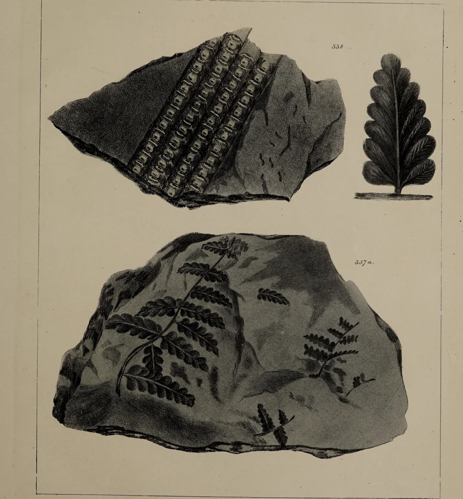An illustration from A collection of geological facts and practical observations, intended to elucidate the formation of the Ashby Coal-field. In the parish of Ashby-de-la-Zouch and the neighbouring district; being the result of forty years' esperience and research / By Edward Mammatt. Illustrated by a map and profiles, coloured sections of the stratification and one hundred and two plates of vegetable fossils, after drewings taken from nature, by Robert Ironmonger., 1834, leaf 235
