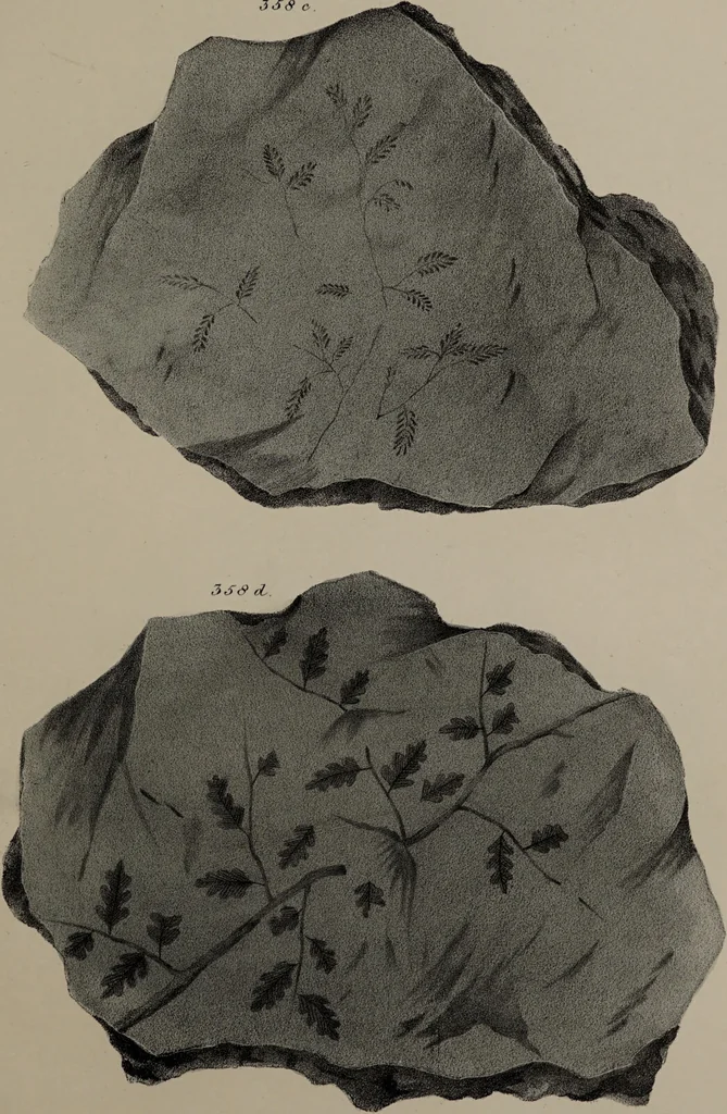 An illustration from A collection of geological facts and practical observations, intended to elucidate the formation of the Ashby Coal-field. In the parish of Ashby-de-la-Zouch and the neighbouring district; being the result of forty years' esperience and research / By Edward Mammatt. Illustrated by a map and profiles, coloured sections of the stratification and one hundred and two plates of vegetable fossils, after drewings taken from nature, by Robert Ironmonger., 1834, leaf 239