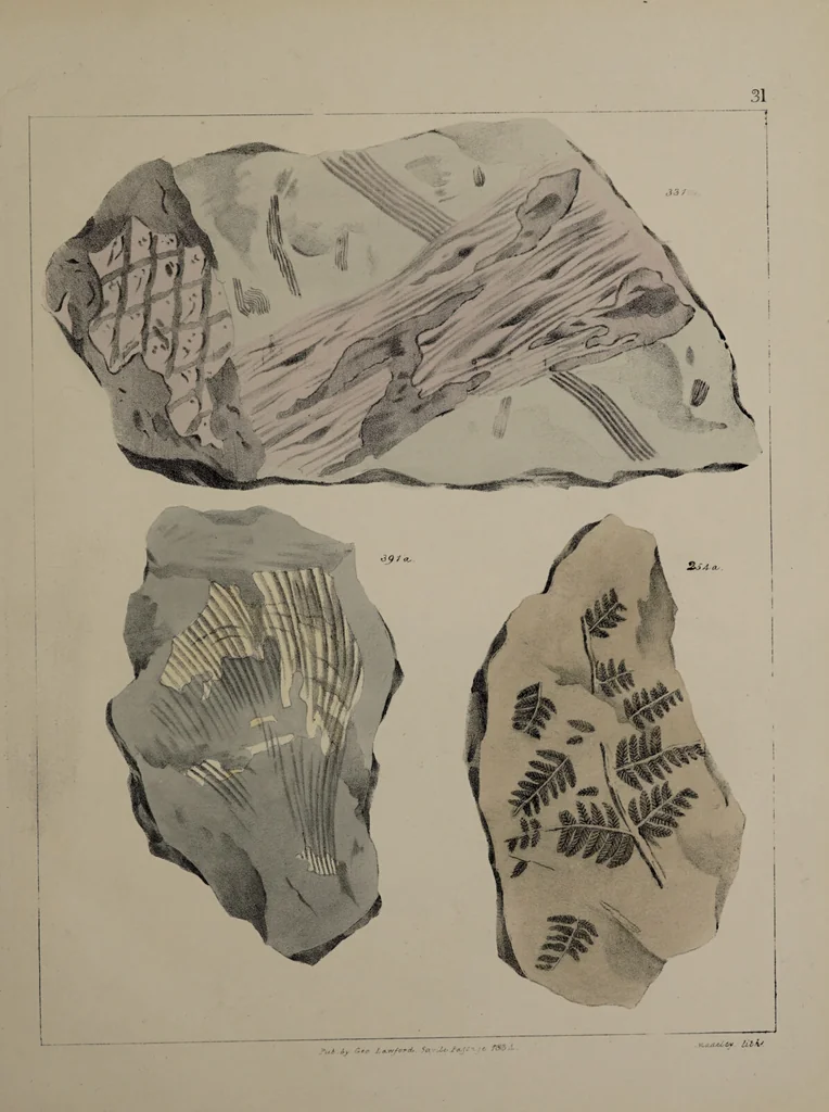 An illustration from A collection of geological facts and practical observations, intended to elucidate the formation of the Ashby Coal-field. In the parish of Ashby-de-la-Zouch and the neighbouring district; being the result of forty years' esperience and research / By Edward Mammatt. Illustrated by a map and profiles, coloured sections of the stratification and one hundred and two plates of vegetable fossils, after drewings taken from nature, by Robert Ironmonger., 1834, leaf 245