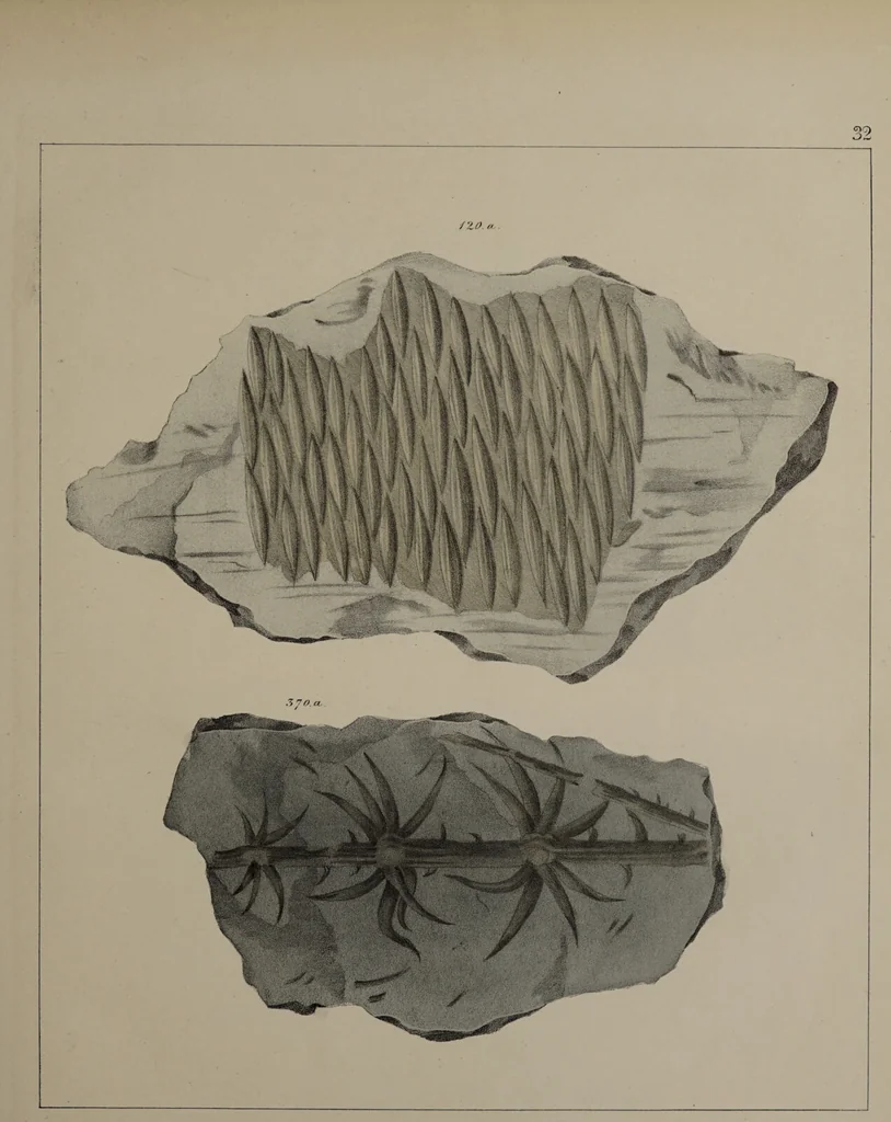 An illustration from A collection of geological facts and practical observations, intended to elucidate the formation of the Ashby Coal-field. In the parish of Ashby-de-la-Zouch and the neighbouring district; being the result of forty years' esperience and research / By Edward Mammatt. Illustrated by a map and profiles, coloured sections of the stratification and one hundred and two plates of vegetable fossils, after drewings taken from nature, by Robert Ironmonger., 1834, leaf 247