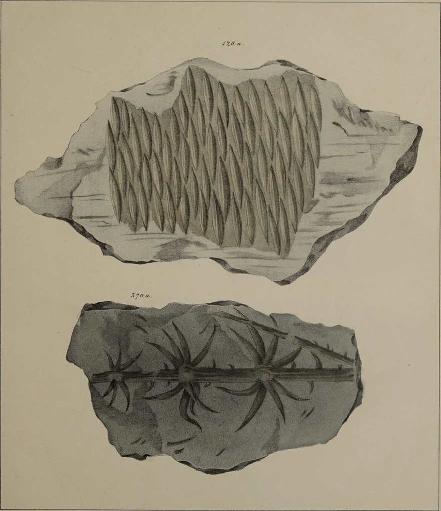 An illustration from A collection of geological facts and practical observations, intended to elucidate the formation of the Ashby Coal-field. In the parish of Ashby-de-la-Zouch and the neighbouring district; being the result of forty years' esperience and research / By Edward Mammatt. Illustrated by a map and profiles, coloured sections of the stratification and one hundred and two plates of vegetable fossils, after drewings taken from nature, by Robert Ironmonger., 1834, leaf 247