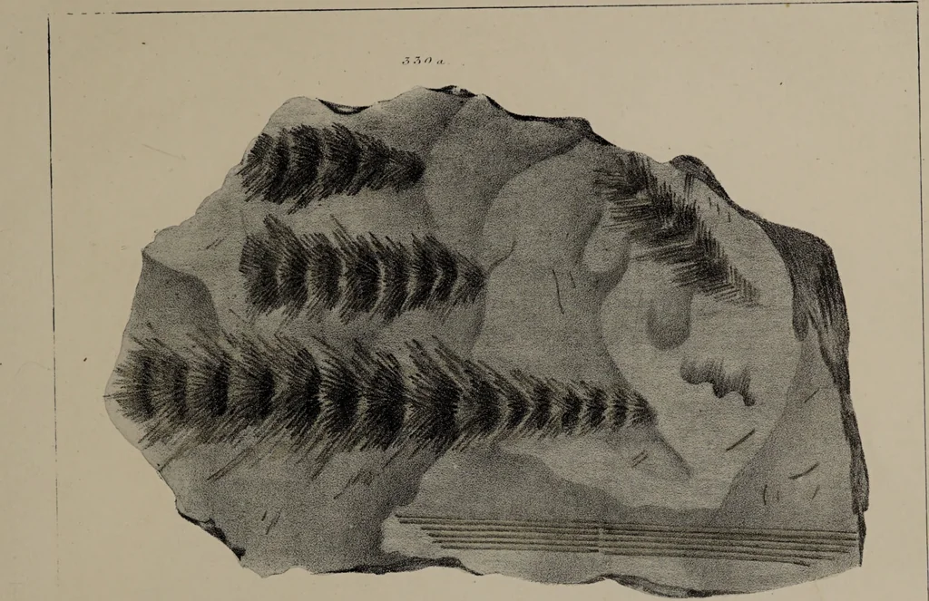 An illustration from A collection of geological facts and practical observations, intended to elucidate the formation of the Ashby Coal-field. In the parish of Ashby-de-la-Zouch and the neighbouring district; being the result of forty years' esperience and research / By Edward Mammatt. Illustrated by a map and profiles, coloured sections of the stratification and one hundred and two plates of vegetable fossils, after drewings taken from nature, by Robert Ironmonger., 1834, leaf 249