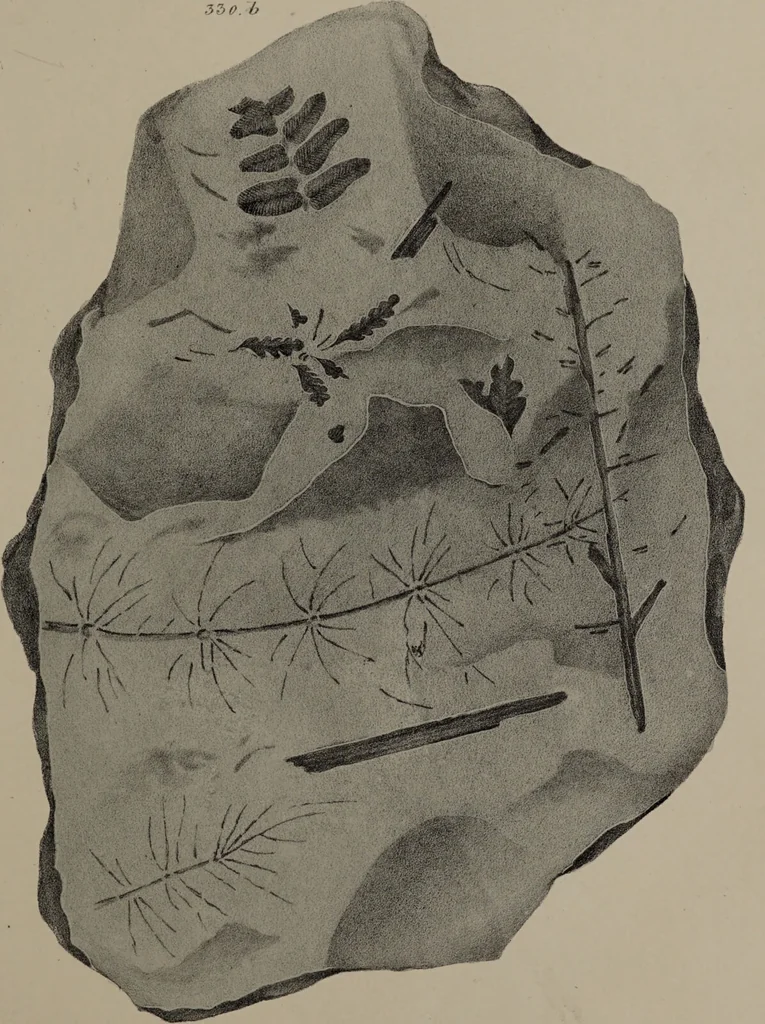 An illustration from A collection of geological facts and practical observations, intended to elucidate the formation of the Ashby Coal-field. In the parish of Ashby-de-la-Zouch and the neighbouring district; being the result of forty years' esperience and research / By Edward Mammatt. Illustrated by a map and profiles, coloured sections of the stratification and one hundred and two plates of vegetable fossils, after drewings taken from nature, by Robert Ironmonger., 1834, leaf 251